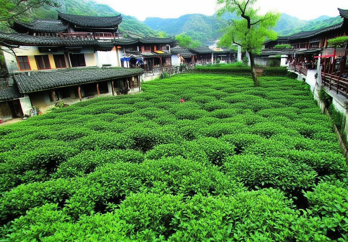 馒头山社区-龙井村-茅家埠