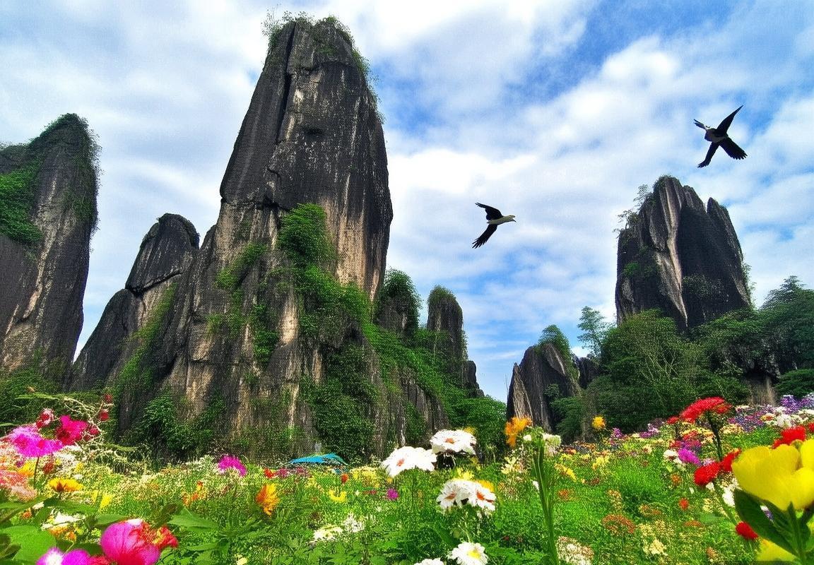 滇池海鸥-斗南花市-石林景区